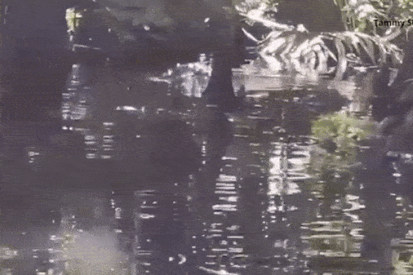 Cá sấu khổng lồ nuốt chửng đồng loại trong công viên gây sốc