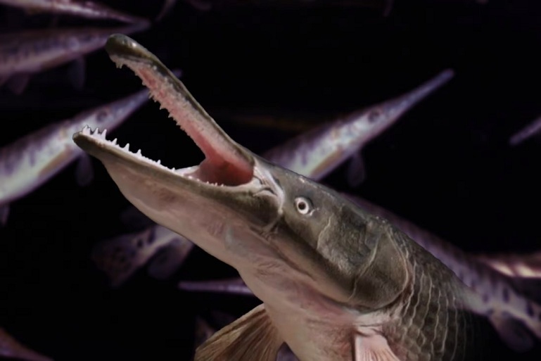 Cá ‘quái vật’ đã xuất hiện tại 8 tỉnh ở Trung Quốc, từng cắn người bị thương