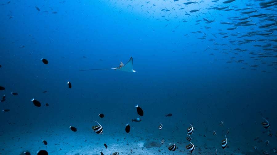 Chuyến thám hiểm dưới nước làm sáng tỏ những bí ẩn của Maldives