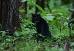Báo đen quý hiếm xuất hiện trong vườn quốc gia ở Ấn Độ