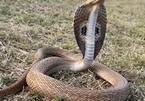 Phát hoảng rắn hổ mang chúa dài hơn 3 mét trốn trong động cơ ô tô