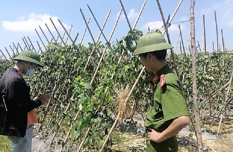 Nghệ An: Ruộng bí 500m2 đang thu hoạch bị kẻ gian cắt gốc phá sạch