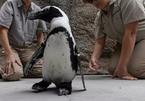 Giày thiết kế riêng cho chim cánh cụt đỡ đau chân