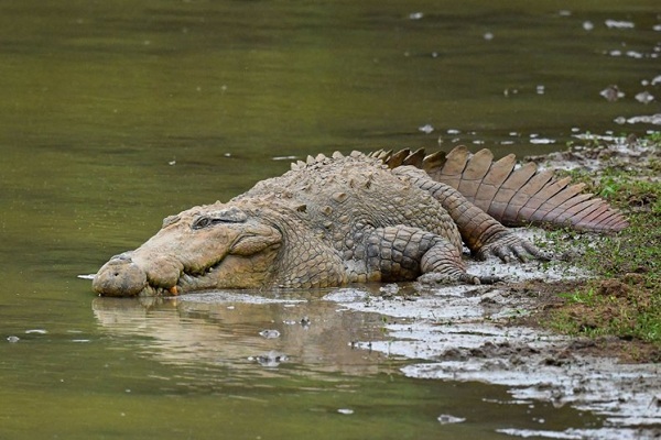 Nhà sư sửng sốt vì cá sấu bất ngờ ‘viếng thăm’ ao chùa