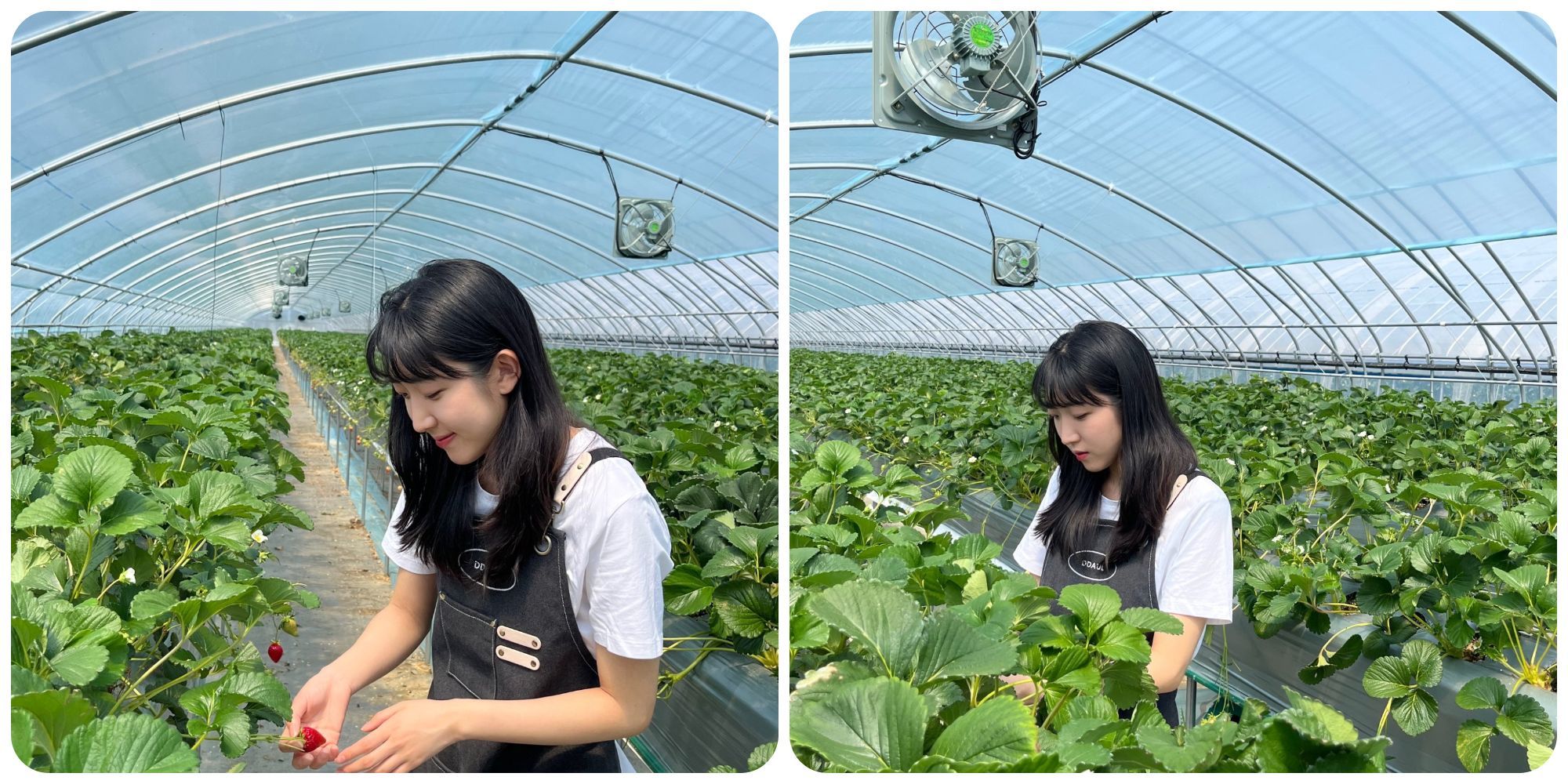 Xu hướng 'kwichon' của giới trẻ Hàn Quốc: dịch chuyển về nông thôn làm trang trại