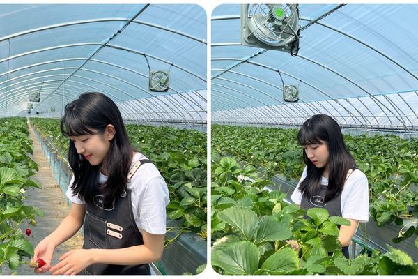 Xu hướng 'kwichon' của giới trẻ Hàn Quốc: Dời phố về quê làm trang trại