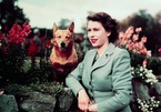 Điều ít biết về đàn chó hơn 30 con của cố Nữ hoàng Anh Elizabeth II
