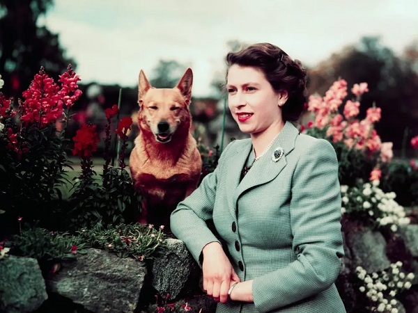 Điều ít biết về đàn chó hơn 30 con của cố Nữ hoàng Anh Elizabeth II