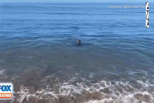 Tình bạn hiếm gặp giữa hải cẩu và chú chó trên bãi biển Santa Cruz