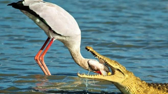 Cò bạo gan thò đầu vào miệng cá sấu giành lại thức ăn